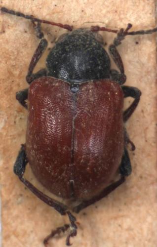 Bromius obscurus villosulus